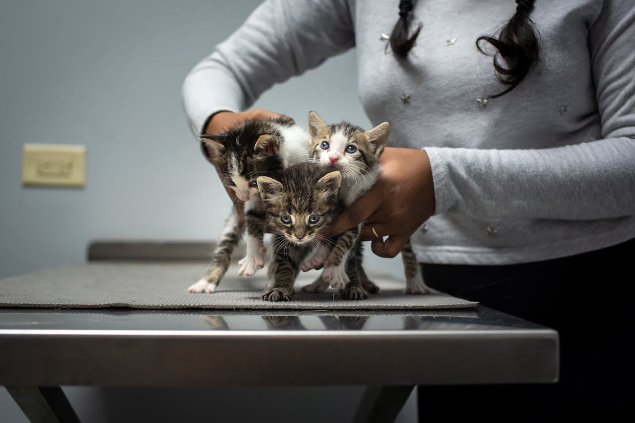 about-01 Three cute rescue kittens being held by a person at a veterinary clinic in Trinidad.