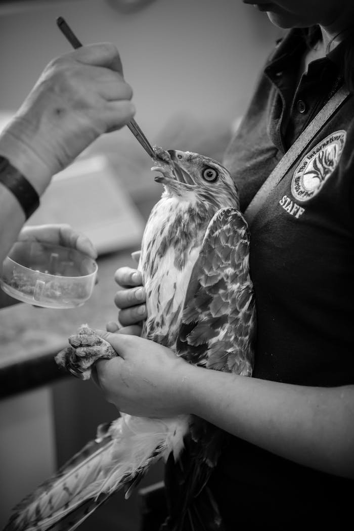 A hawk receives care at a wildlife rescue center in Newent, UK.